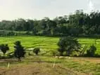 වෙල් යායකට මුහුණලා ඉඩමක්