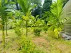 නිට්ටබුව – හුබිටියාව ප්‍රදේශයෙන් වගා කළ ඉඩමක් / KR 10119