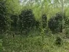 ගම්මිරිස් ඉඩම විකිණීමට