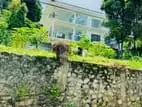 Commercial Building for Rent Pilimathalawa