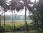 kaduwela - Delgoda town paddy field facing 24 perch land for sale .
