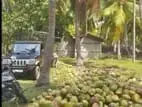 Kalpitiya – High-Yielding Coconut Estate for Sale