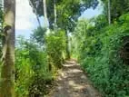 ඇල්පිටිය - කොළඹ මාර්ගයට මිටර් 150 දුරින් ඉඩමක්