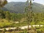 Land for sale in Nillamba
