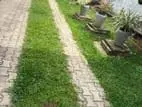 Rent a House in Wellampitiya