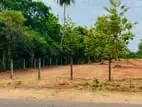 Land for sale Anuradapura