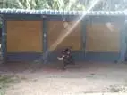 ඉඩම සමග ගොඩනැගිල්ලක් විකිණීමට - මැදගම