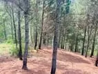 Land for Sale in Ella