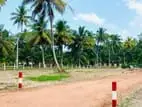 හලාවත අවටින් සින්නක්කර බිම් කොටස්